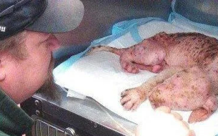 Puppy Exuberant Reaction When Man Who Saved His Life Arrives To Give His A Forever Home